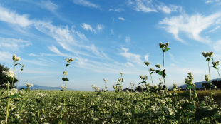 ファームシィ株式会社