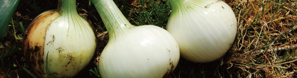 ファームシィ株式会社